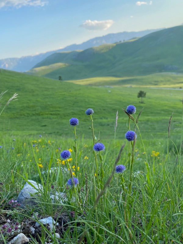 A photo of several round, bright purple wildflowers growing in a grassy meadow. In the soft-focused background, rolling green hills and distant mountain peaks stretch out under a blue sky with a few light clouds.