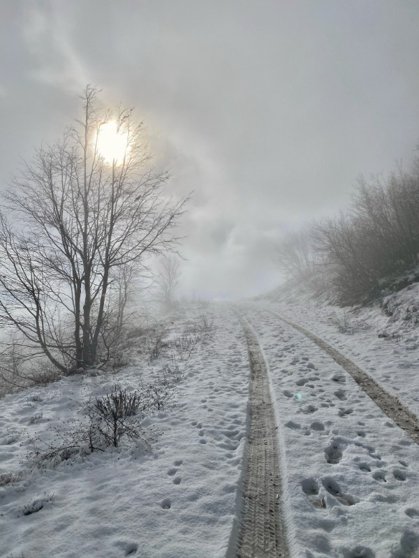 A photo looking up a snow-covered dirt road or trail ascending a hillside. Tire tracks and numerous footprints are pressed into the snow. Bare, wintry trees and low brush line the sides of the path, while a thick fog or mist blankets the upper half of the slope. The sun shines dimly through the heavy overcast sky, casting a soft, muted light over the landscape.