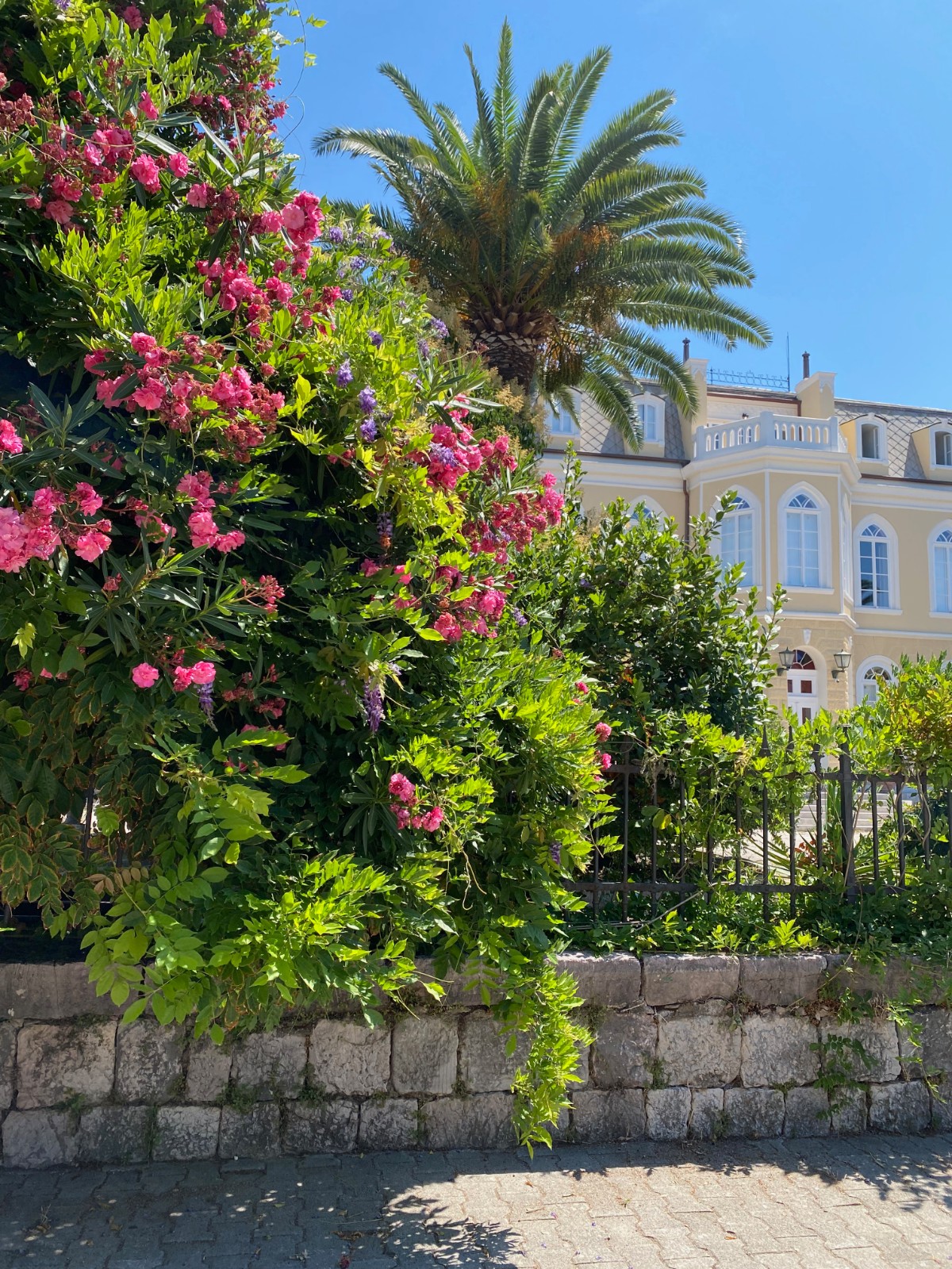 Bright pink oleander and purple wisteria spilling over a stone wall with a black metal fence on top, with a palm tree and a yellow palace in the background.