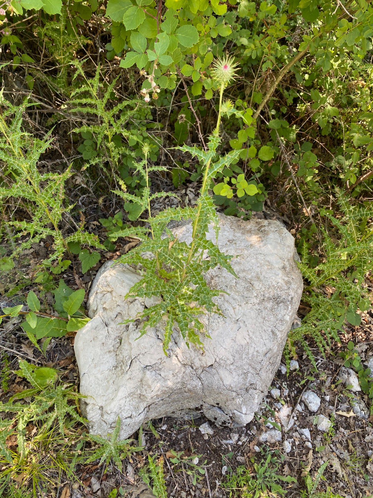 A spiky green thistle plant growing out of a crack in a large limestone rock.