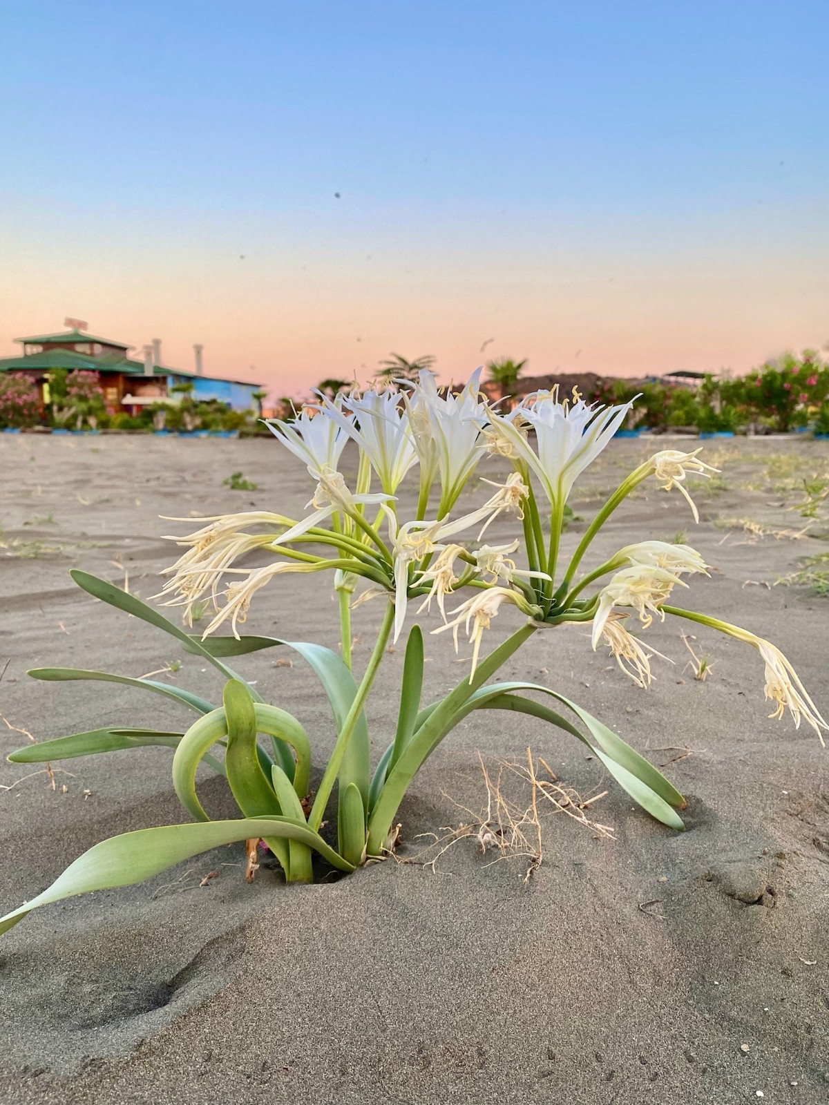 A low-angle, close-up of a sand lily plant growing straight out of dark sand. The plant has long, thick green leaves curving outward at the base and multiple white flowers. The background shows a flat shoreline stretching into the distance under a pale sunrise sky.