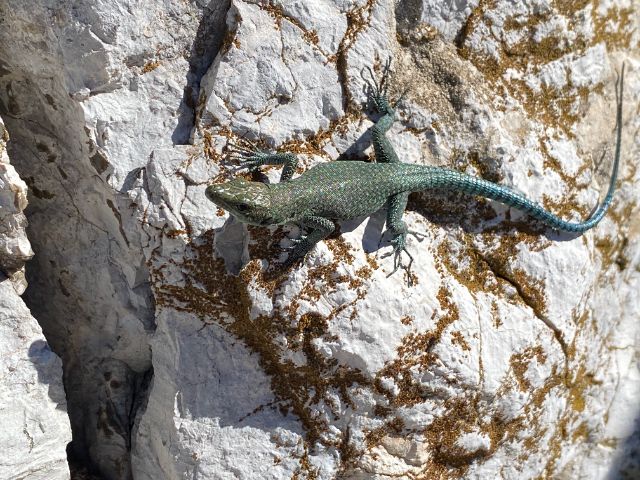 Ino and the lizards